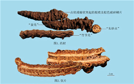 羌活 (1).jpg